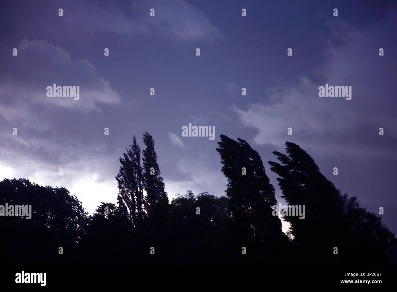 Sombres nuages sur arbres pleurant dans une tempête. Banque D'Images Sombres nuages sur arbres pleurant dans une tempête. Banque D'Images