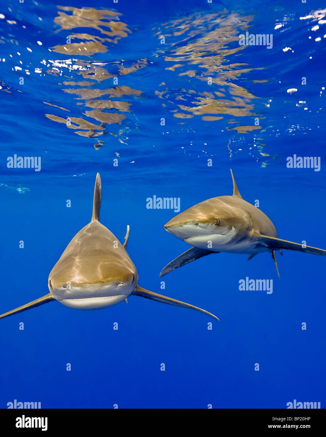 Requin océanique, Carcharhinus longimanus, côte de Kona, Big Island, Hawaii, USA Banque D'Images