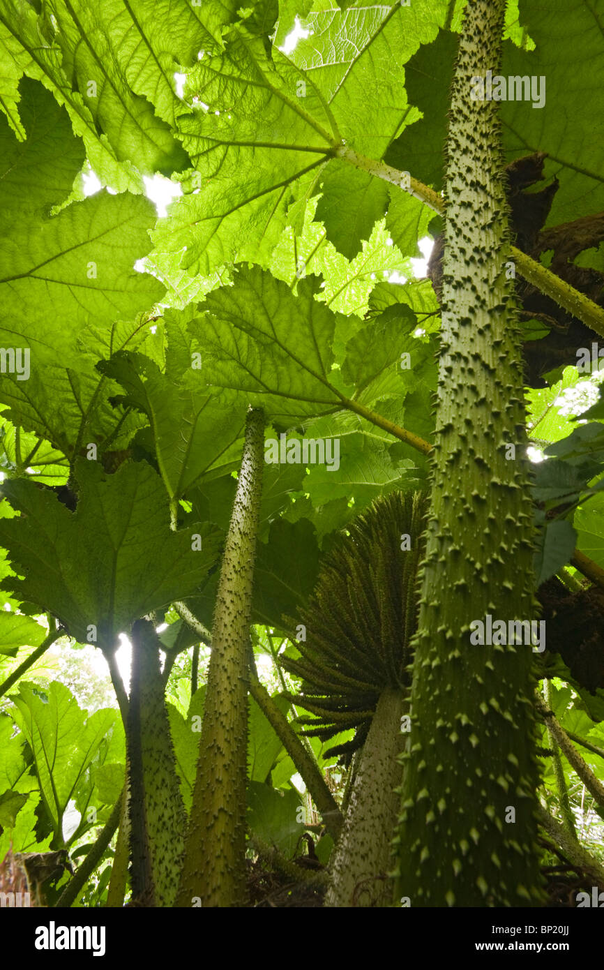 Un angle faible angle tourné sur un 'Rhubarbe géante' (Gunnera manicata) plante. Vue en contre-plongée de la Gunnère du Brésil (France). Banque D'Images