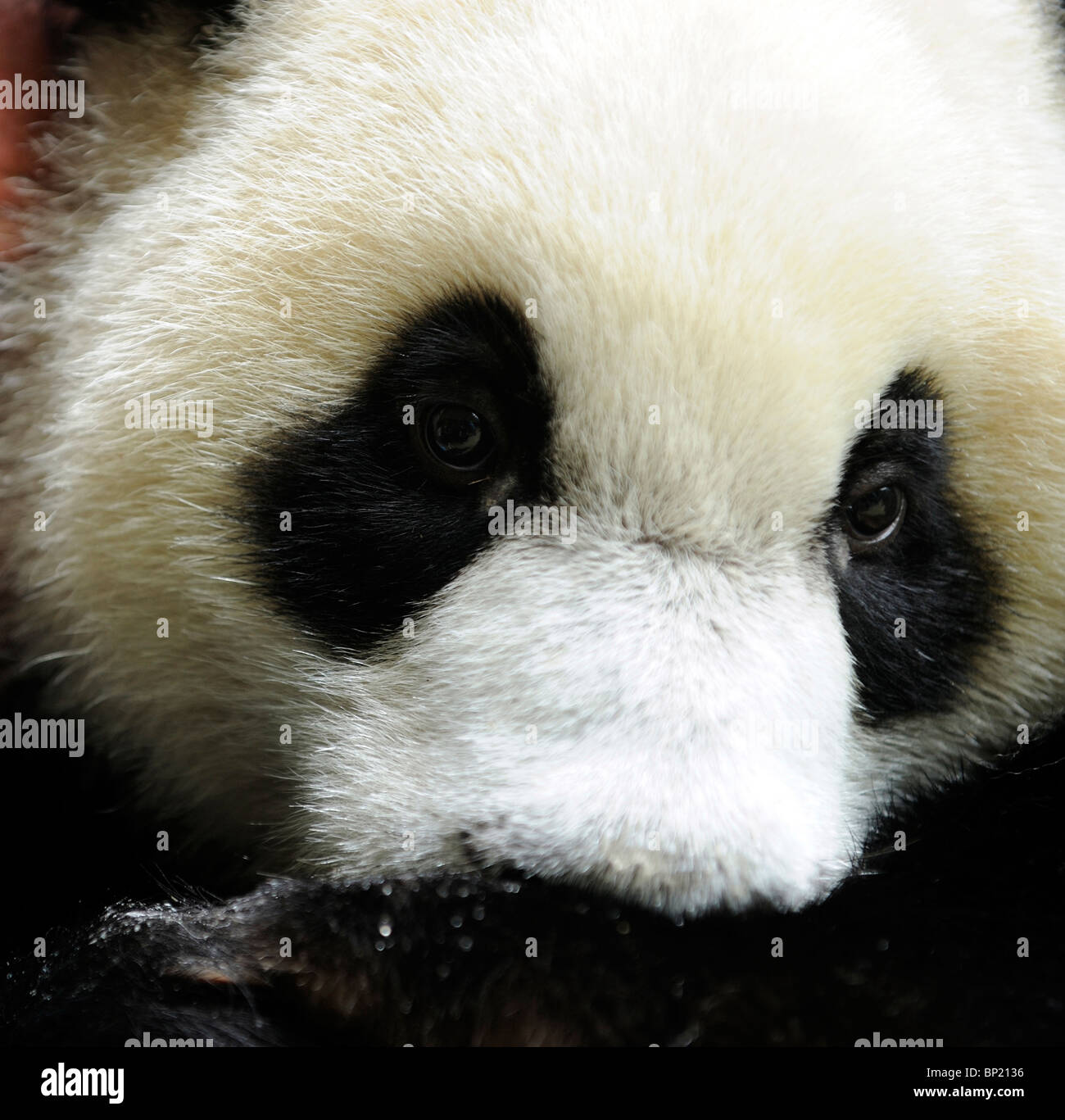 Un an appelé panda femelle Panda Base Yali à Chengdu dans le Sichuan, en Chine. 2010 Banque D'Images