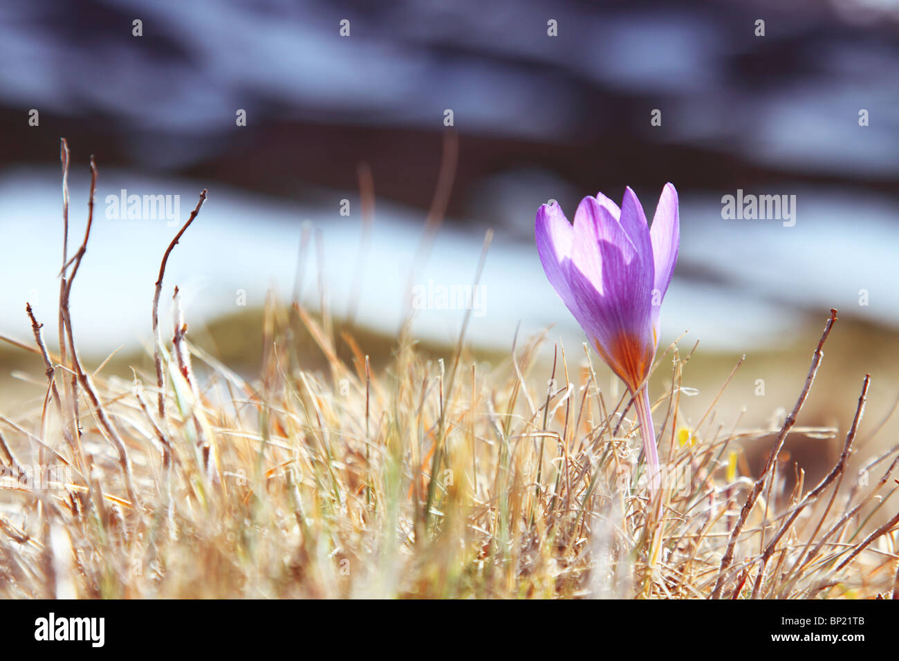 Crocus bleu sur fond de montagnes de Crimée Banque D'Images