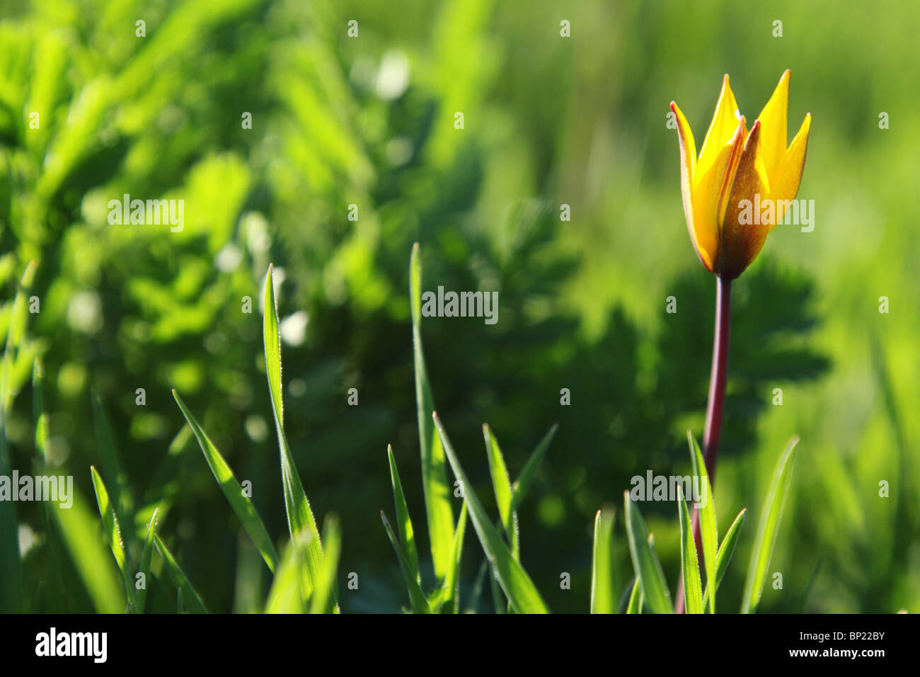 Tulipe sauvage jaune dans l'herbe verte Banque D'Images