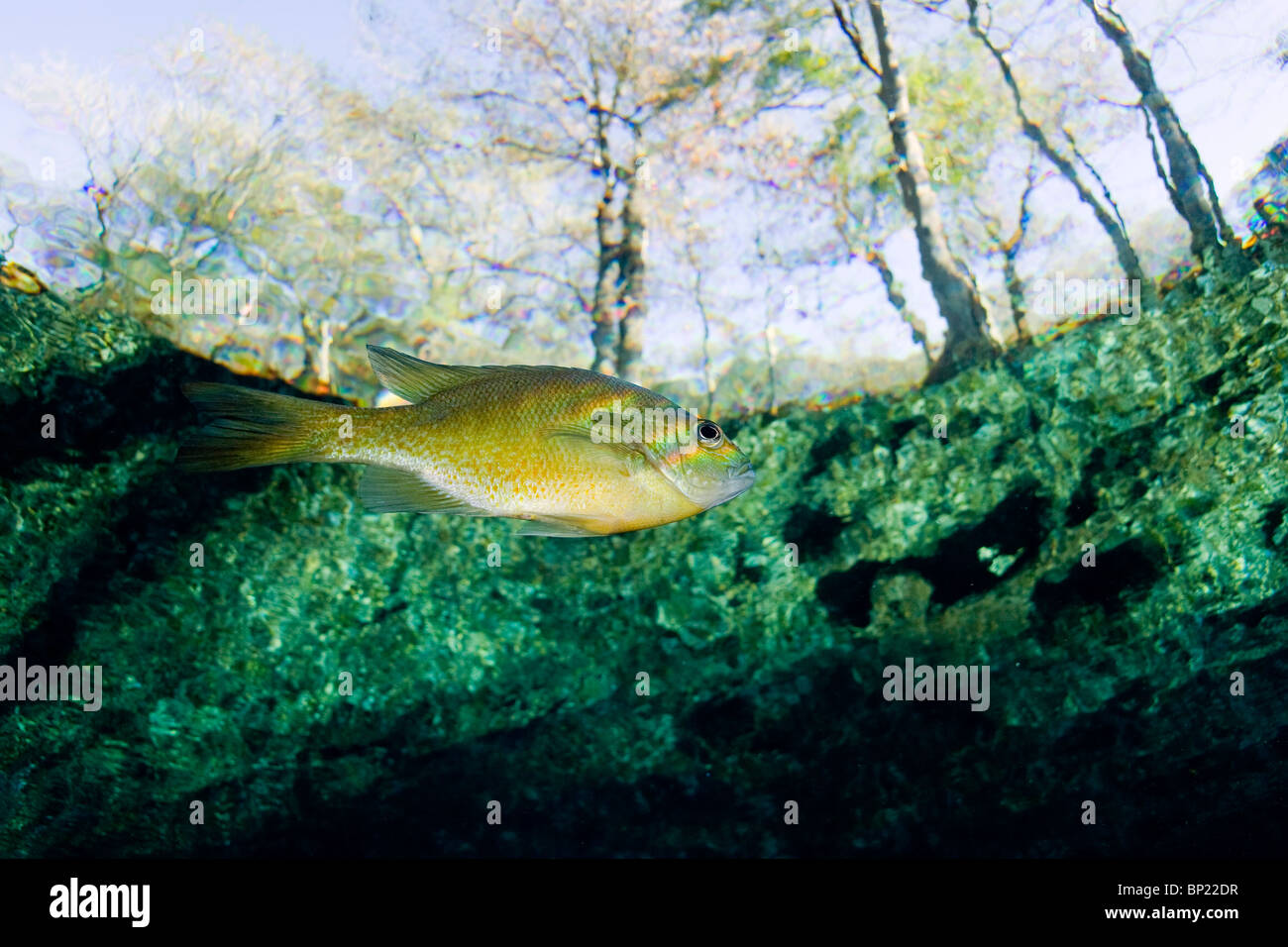 Le crapet arlequin, Lepomis macrochirus, Ginnie Springs, Florida, USA Banque D'Images