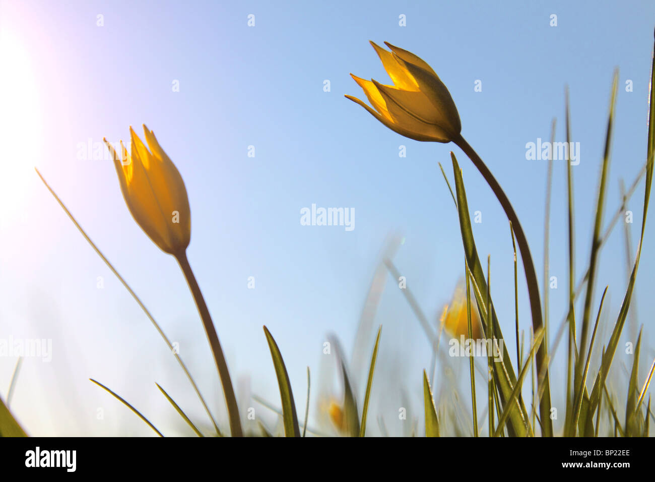 Deux tulipe jaune sur fond de ciel sans nuages Banque D'Images