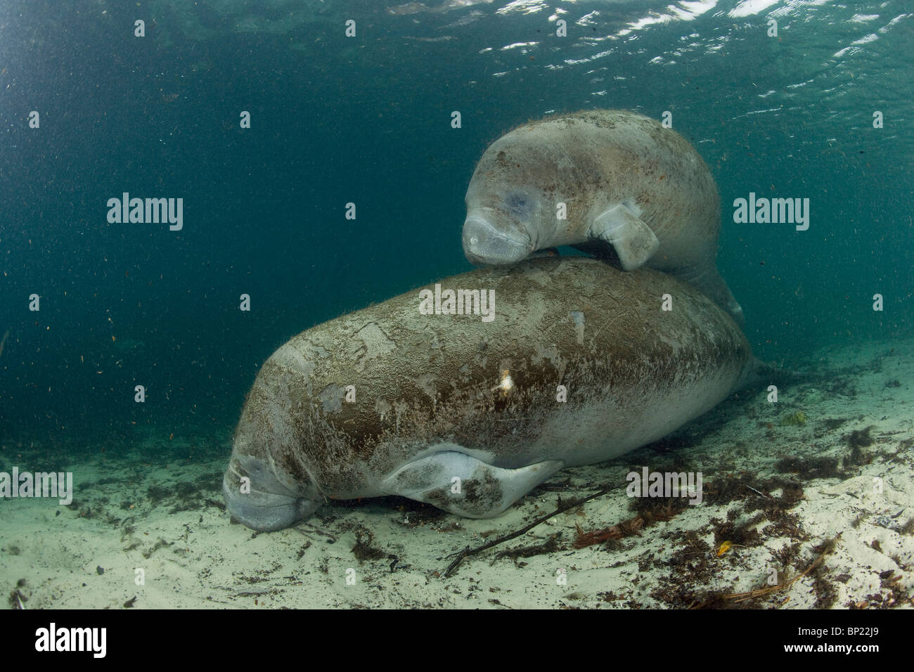 Florida Manatee, mère et son petit, Trichechus manatus latriostris, Crystal River, Florida, USA Banque D'Images