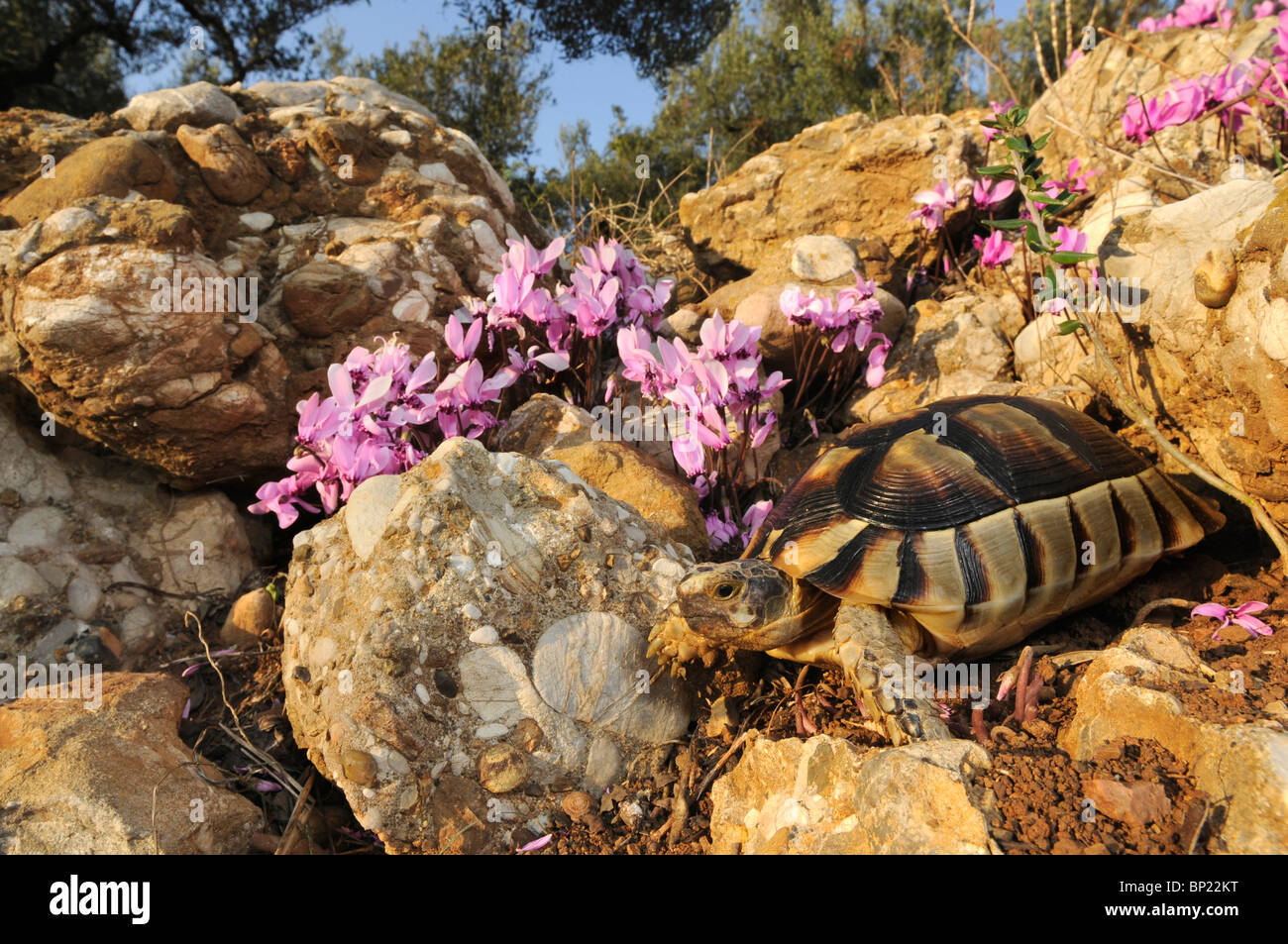 Chat tortue, marginated tortoise (Testudo marginata), juvénile ramper entre pierres et cyclamen (Cyclamen graecum), G Banque D'Images Chat tortue, marginated tortoise (Testudo marginata), juvénile ramper entre pierres et cyclamen (Cyclamen graecum), G Banque D'Images