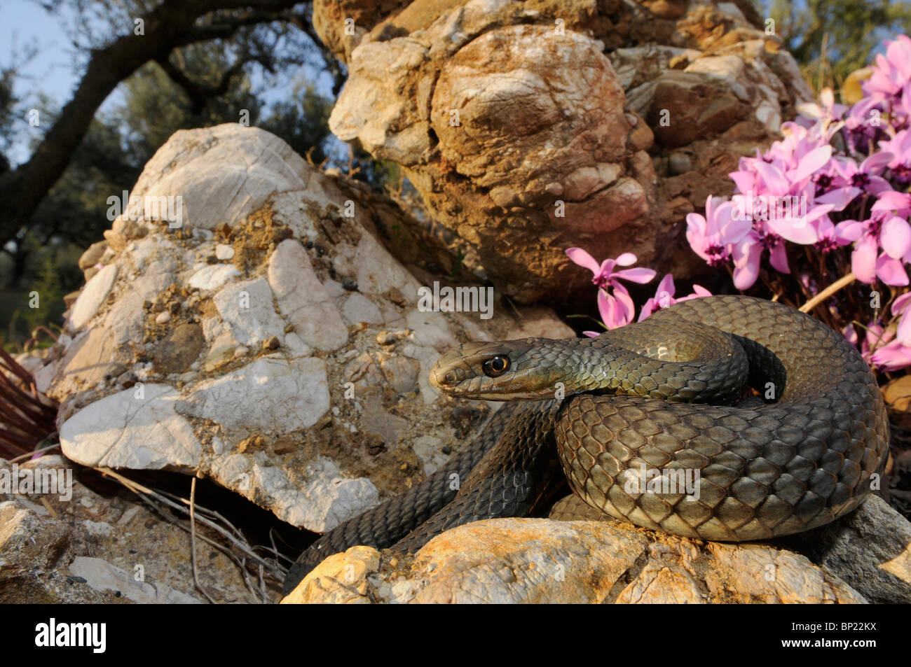 La couleuvre de Montpellier (Malpolon monspessulanus insignitus insignitus, Malpolon), se trouvant en face de roulé (Sowbread grec Cyclam Banque D'Images