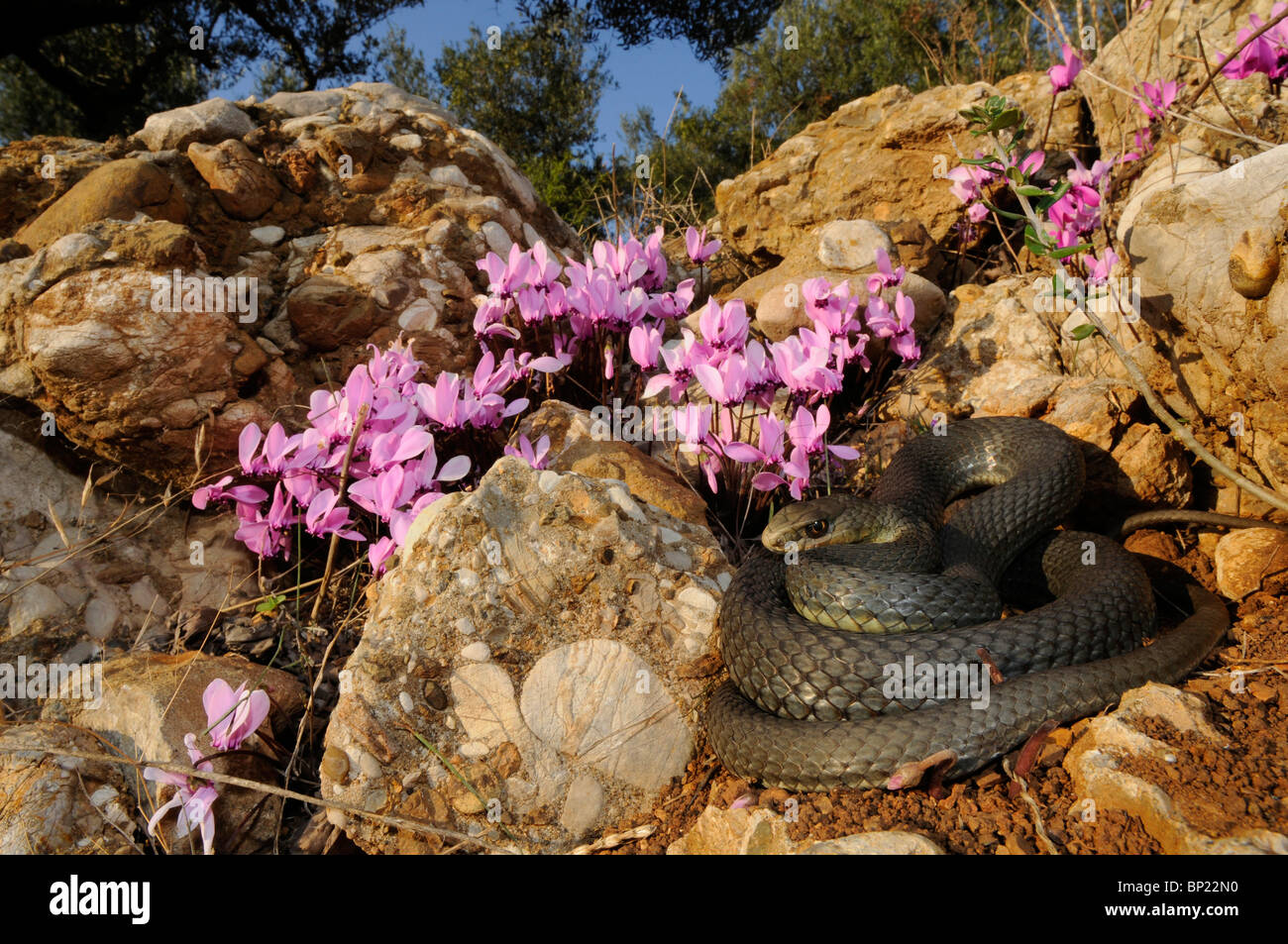 La couleuvre de Montpellier (Malpolon monspessulanus insignitus insignitus, Malpolon), se trouvant en face de roulé (Sowbread grec Cyclam Banque D'Images