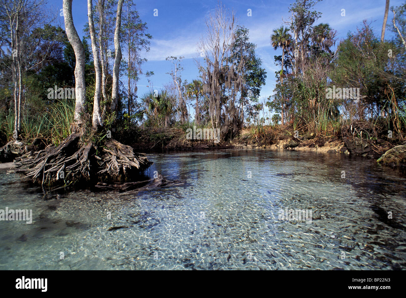 L'eau claire de Crystal River, Crystal River, Florida, USA Banque D'Images