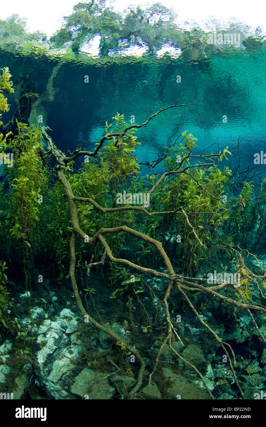 Les plantes aquatiques dans la rivière Arc-en-ciel, Rainbow River, Florida, USA Banque D'Images