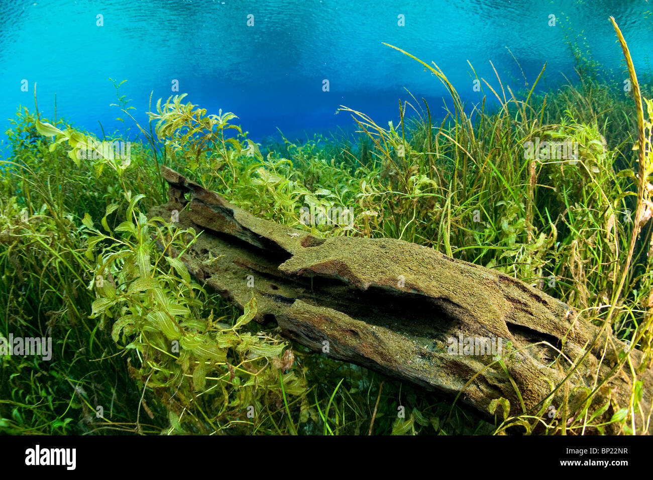 Impressions de la rivière Arc-en-ciel, Rainbow River, Florida, USA Banque D'Images