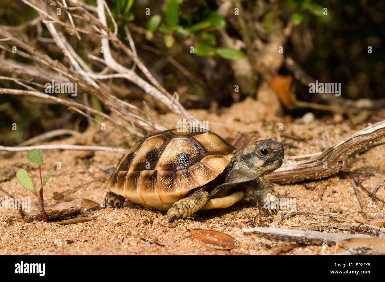 Tortue tortue grecque, Hermanns, Boettgers (tortue Testudo hermanni boettgeri), juvénile, Grèce, Péloponnèse, Messinien Banque D'Images