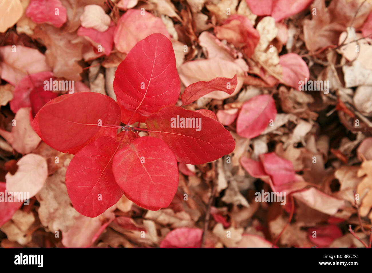 La direction générale de rouge sur fond de feuilles d'automne Banque D'Images