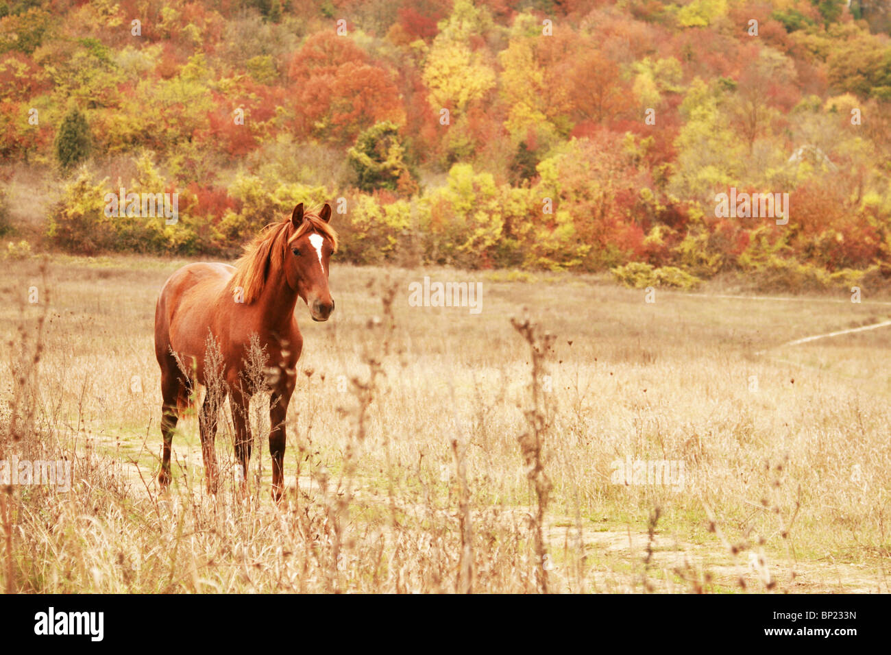 Cheval Rouge libre sur le terrain en forêt d'automne Banque D'Images