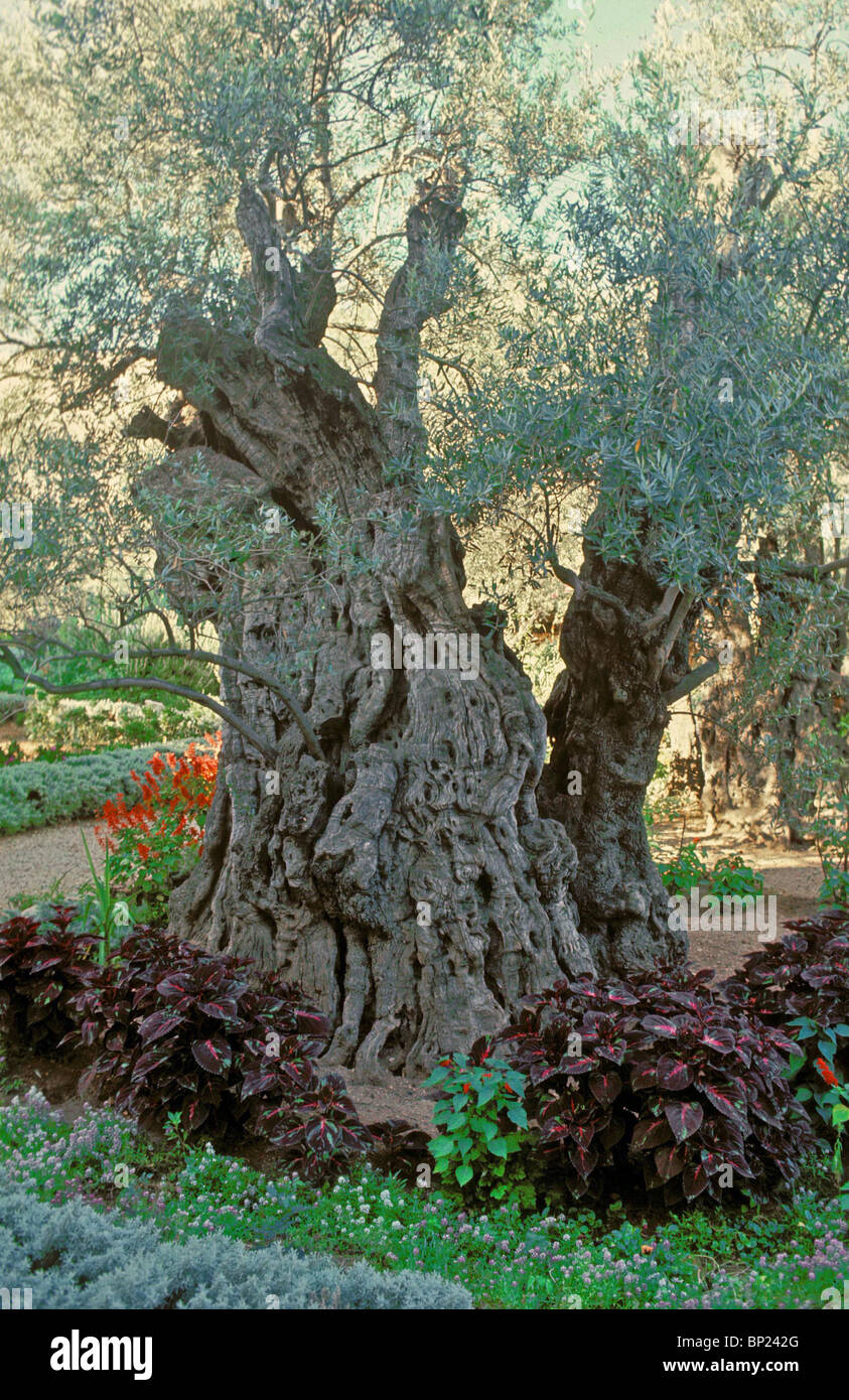 GATHSHEMANE - DES CENTAINES D'OLIVIERS DANS LES CHAMPS D'OLIVIERS DE GETHSÉMANI OÙ JÉSUS A PASSÉ LA NUIT AVANT D'ÊTRE Banque D'Images