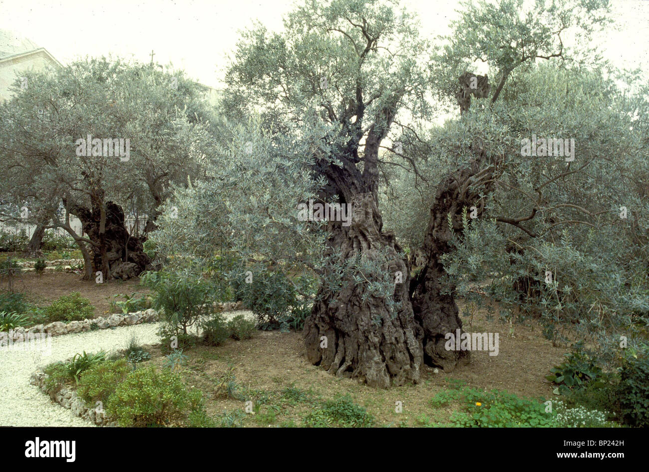 Gethsémani - DES CENTAINES D'OLIVIERS DANS LES CHAMPS D'OLIVIERS DE GETHSÉMANI OÙ JÉSUS A PASSÉ LA NUIT AVANT D'ÊTRE Banque D'Images