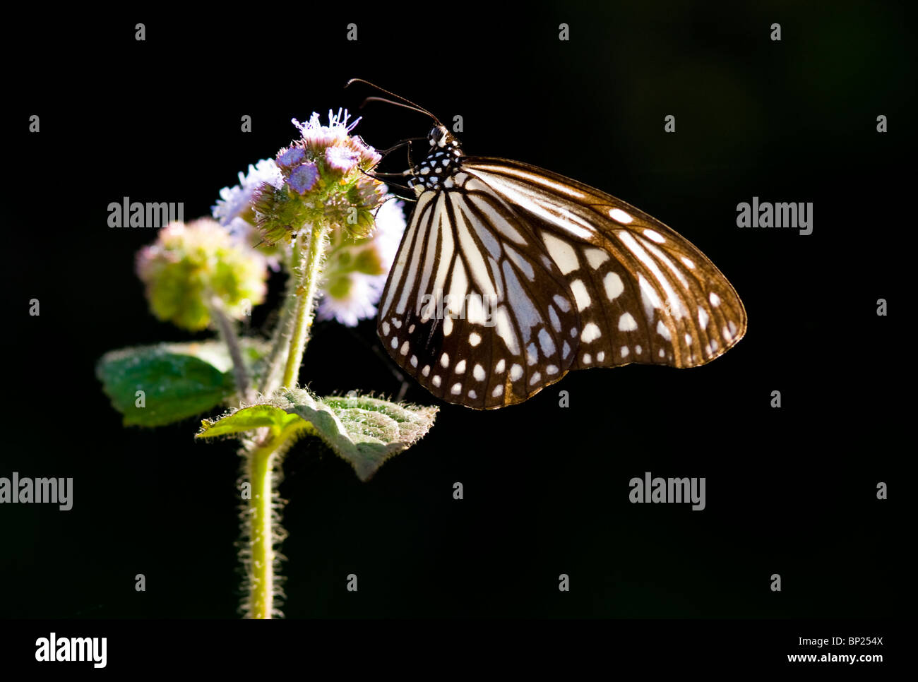 Papillon de l'asclépiade et fleur pourpre. Papillon de l'Asclépiade (Parantica aglea maghaba). Banque D'Images