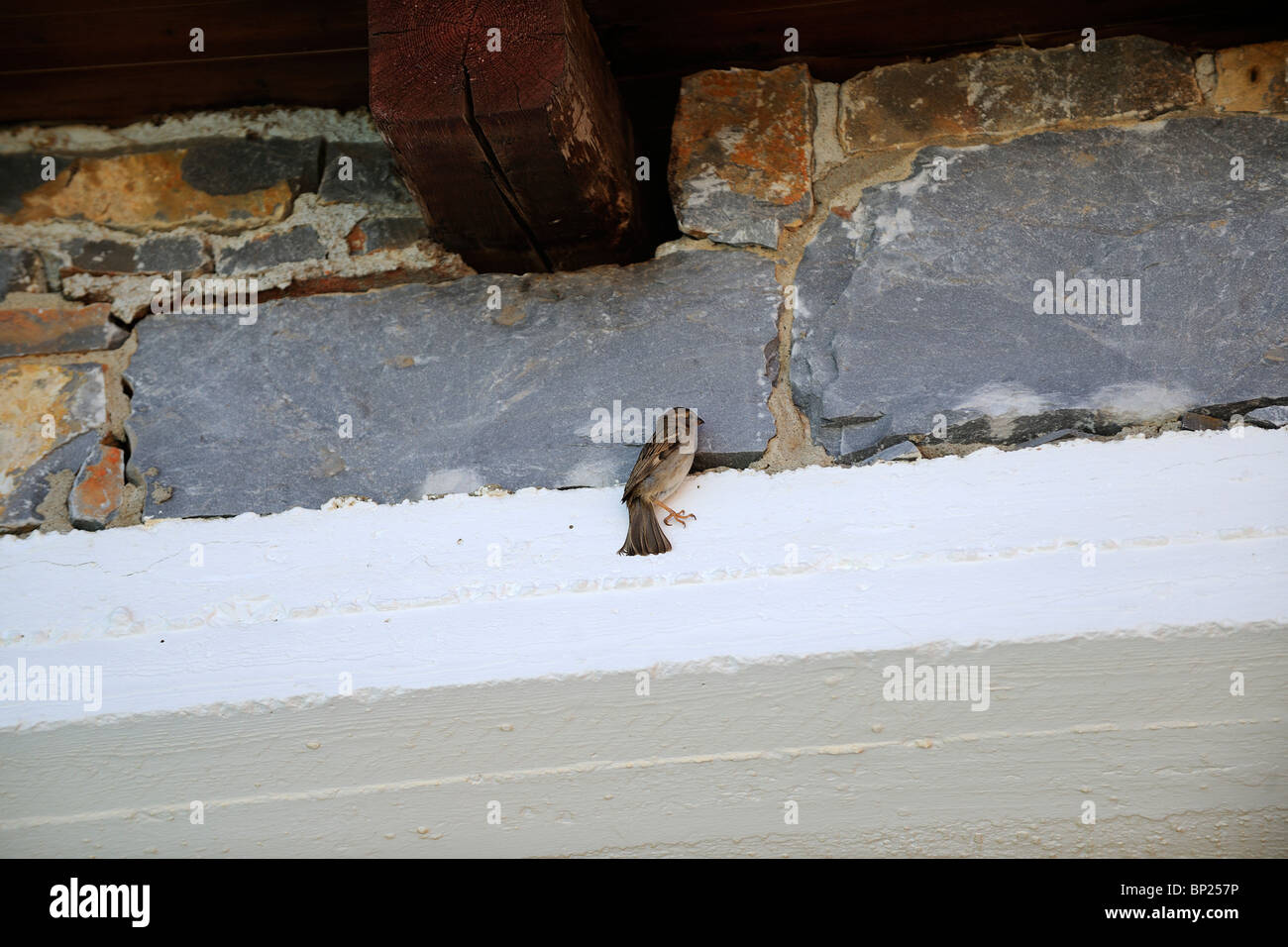 Sparrow assis sous les toits Banque D'Images