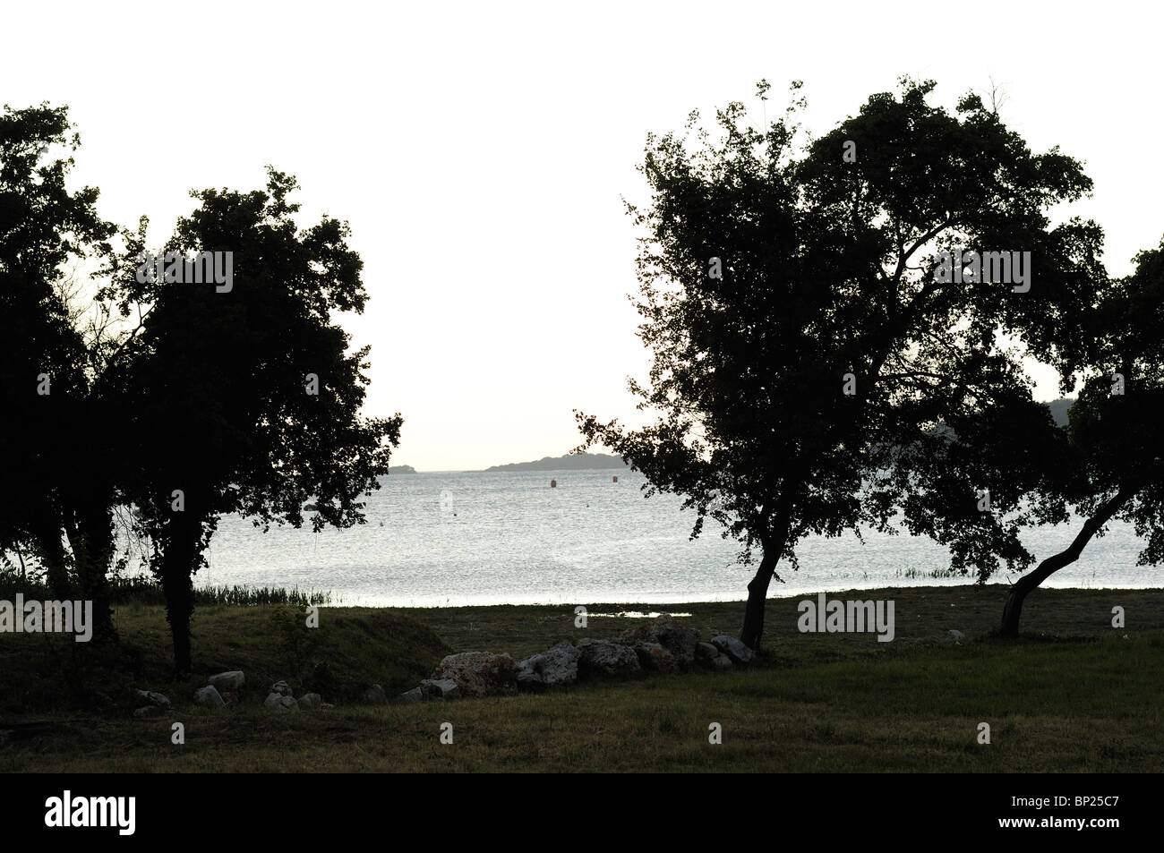 Arbres à l’aube Banque D'Images