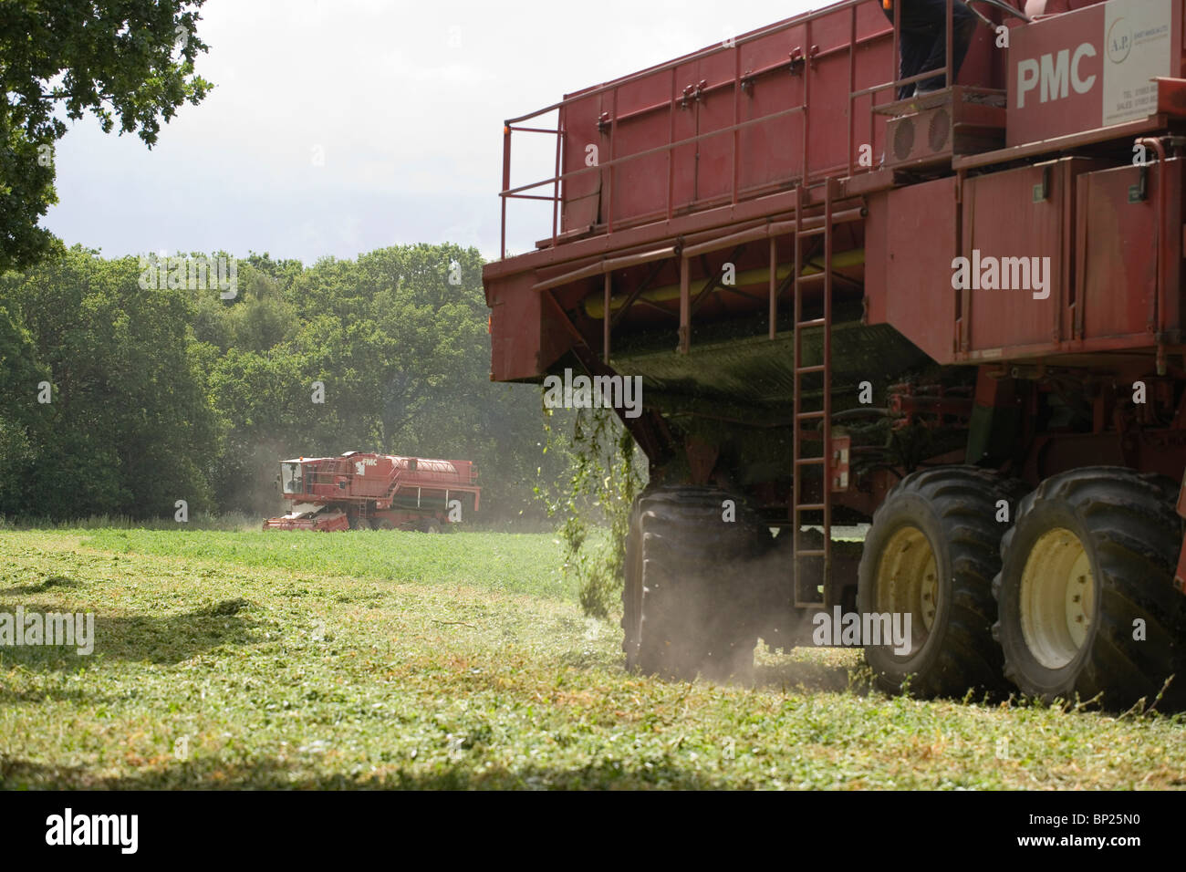 Récolte de pois avec Viners au travail. Juin, Norfolk. Banque D'Images