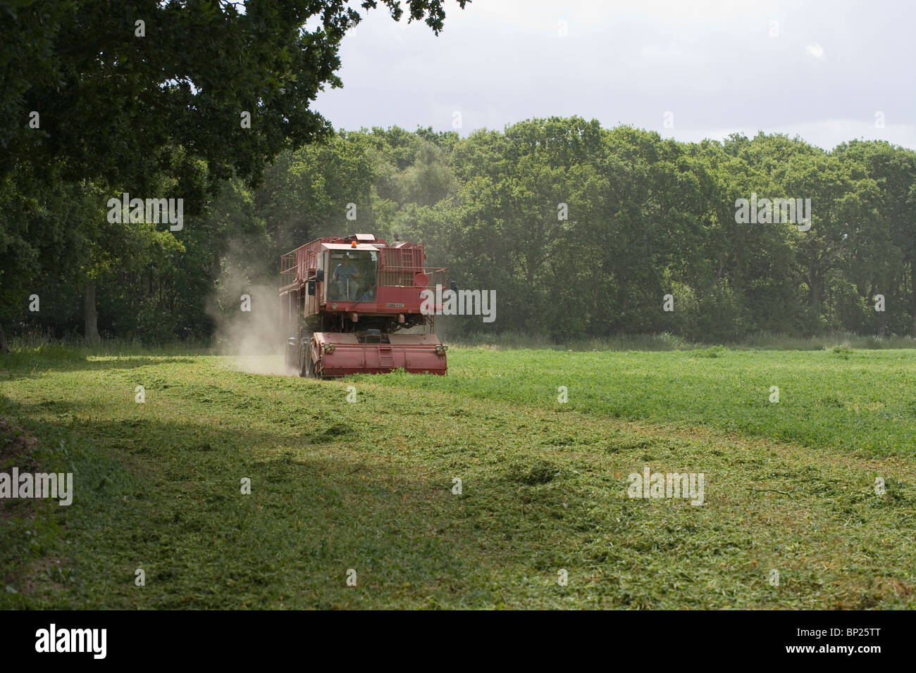 Récolte de pois avec Viner au travail. Juin, Norfolk. Banque D'Images