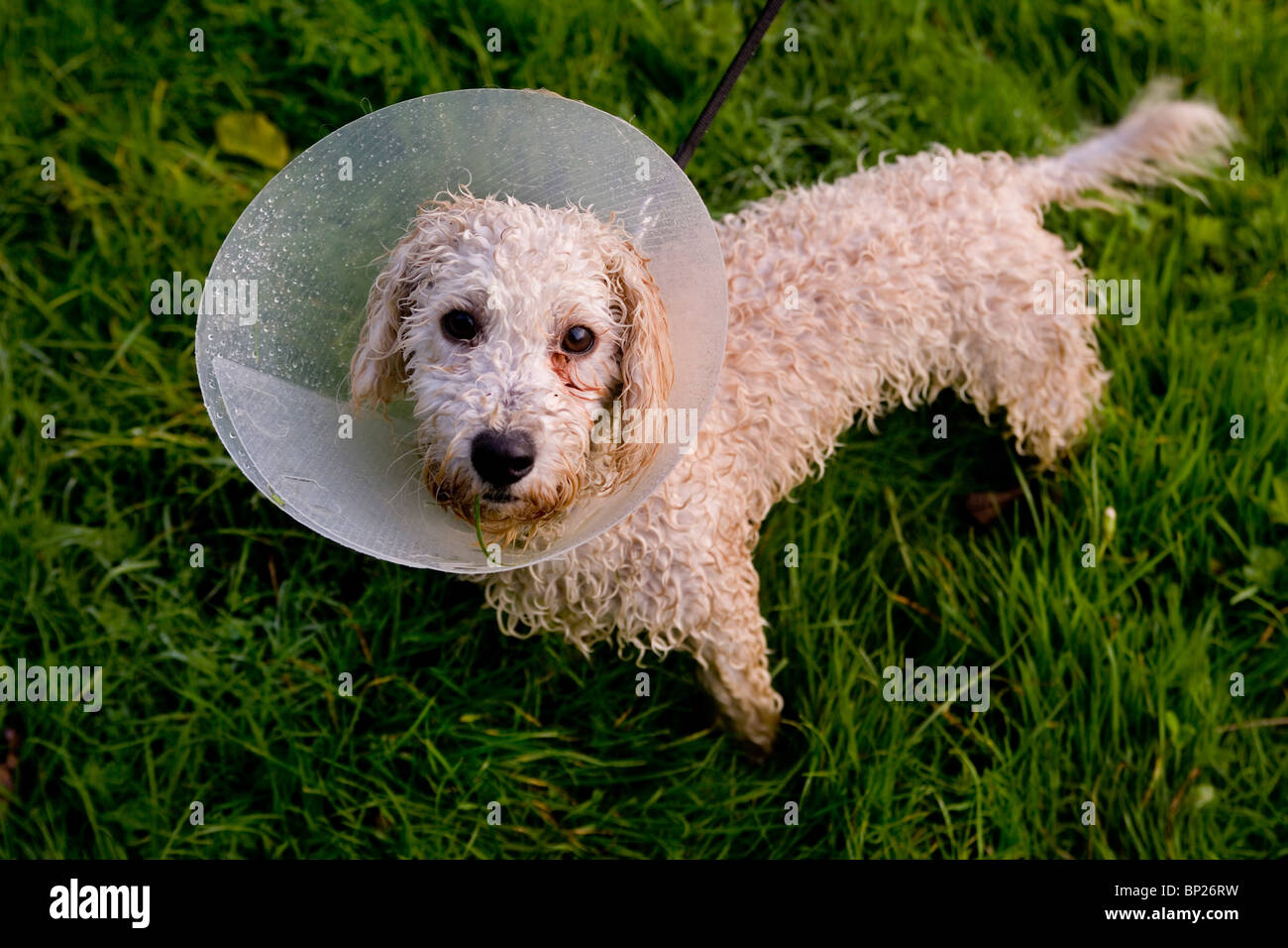 Un mélange de terrier caniche qui a récemment subi une procédure médicale joue dans un parc résidentiel Banque D'Images