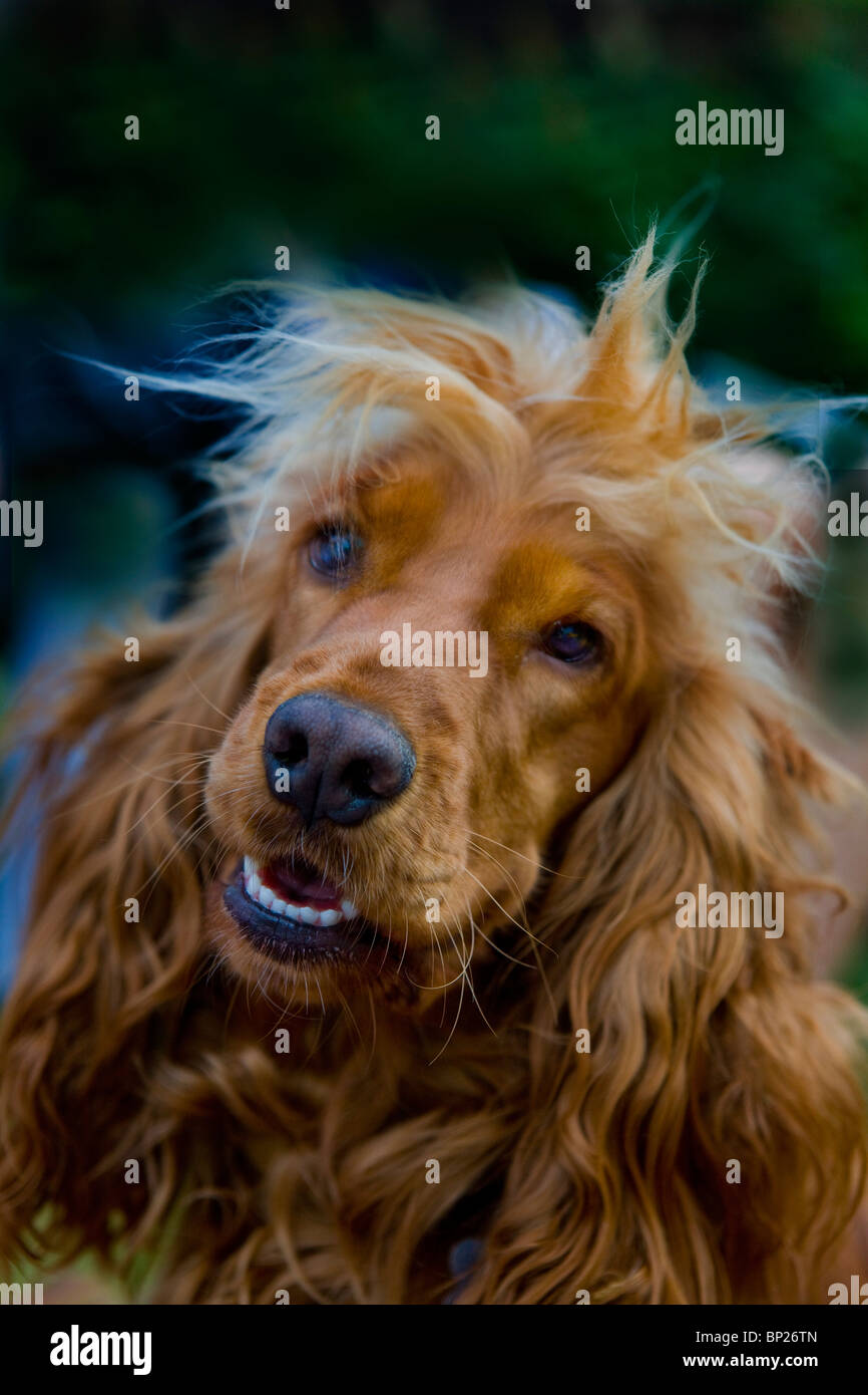 Un spaniel joue dans le parc Banque D'Images