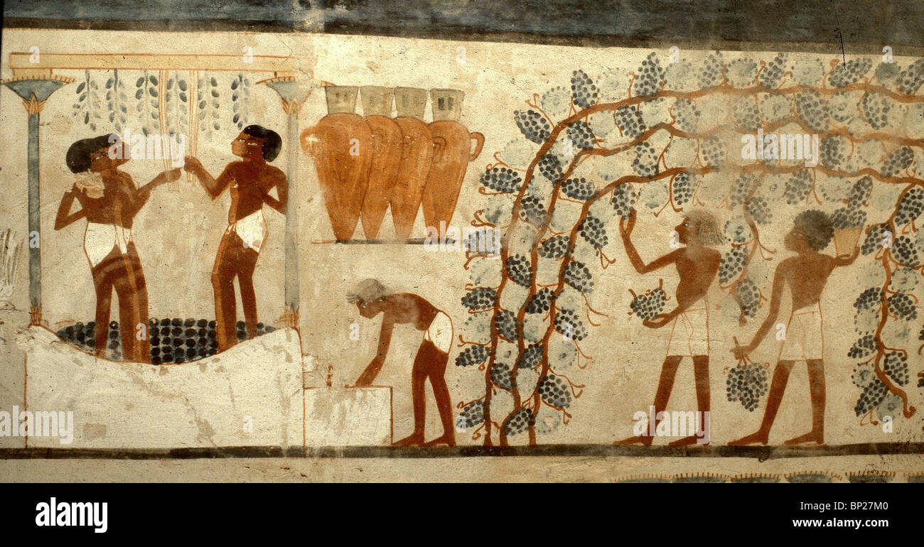 La production de vin dans l'EGYPTE ANCIENNE. Fresque DE LA TOMBE DE NAHAT BENI-AMON DATANT DU 14ème. C. C.-B. SUR LE DROIT DE LA Banque D'Images