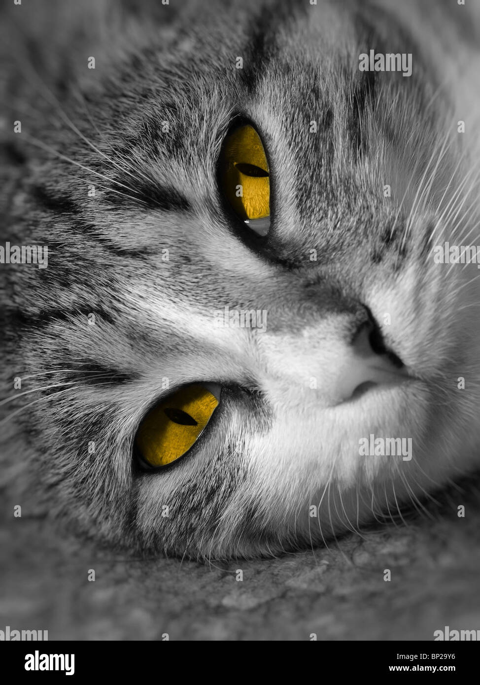 Portrait Noir Et Blanc D Un Chat Avec Des Yeux Orange Photo Stock Alamy Portrait Noir Et Blanc D Un Chat Avec Des Yeux Orange Photo Stock Alamy