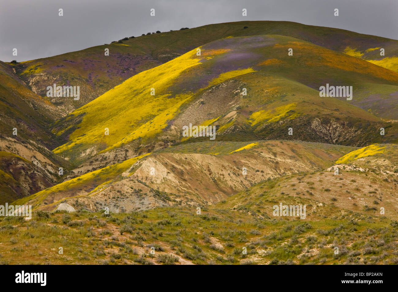 Masses spectaculaires de fleurs sauvages couvrant les pentes de la gamme Temblor, Carrizo Plain, en Californie. Banque D'Images