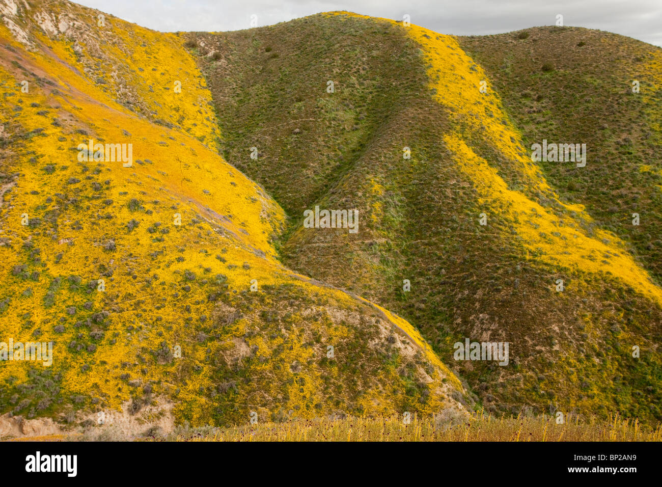 Masses spectaculaires de fleurs sauvages couvrant les pentes de la gamme Temblor, Carrizo Plain, en Californie. Banque D'Images