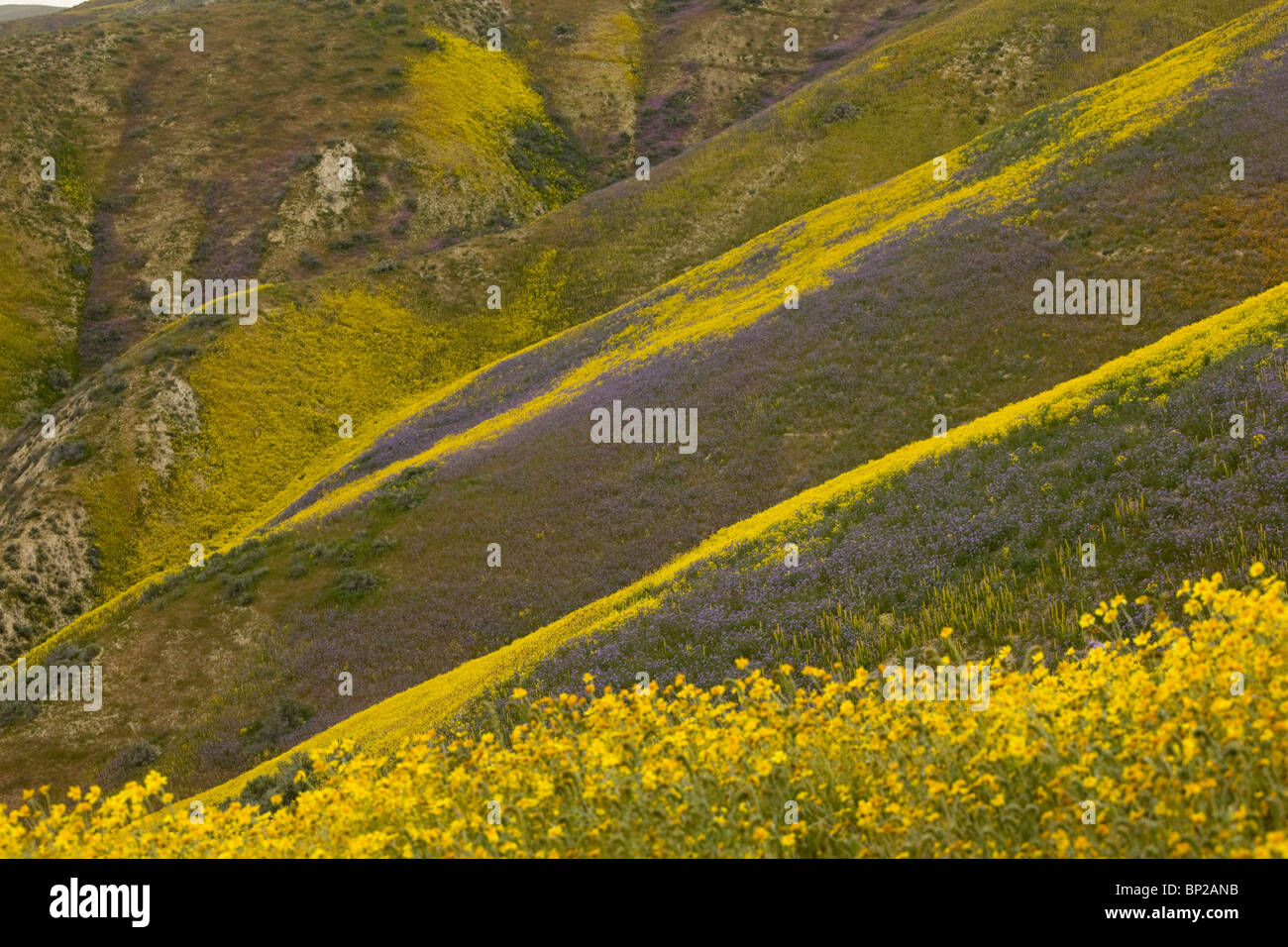 Masses spectaculaires de fleurs sauvages couvrant les pentes de la gamme Temblor, Carrizo Plain, en Californie. Banque D'Images