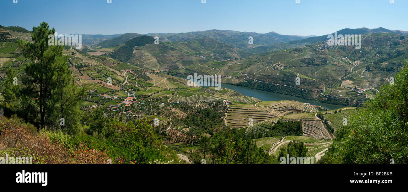 Le Portugal ; l'Alto Douro ; l ; vallée du Douro ; près de peso da Régua, la production de vin de Port district Banque D'Images