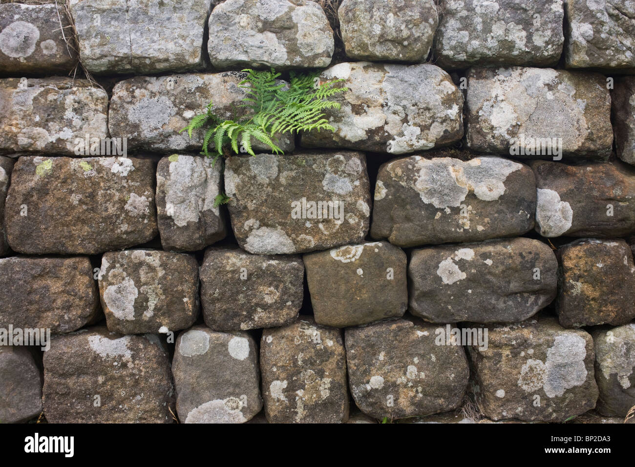 Détail de pierres construit précisément de Roman Mur d'Hadrien, une fois la frontière du nord de l'empire de Rome à partir de tribus barbares. Banque D'Images