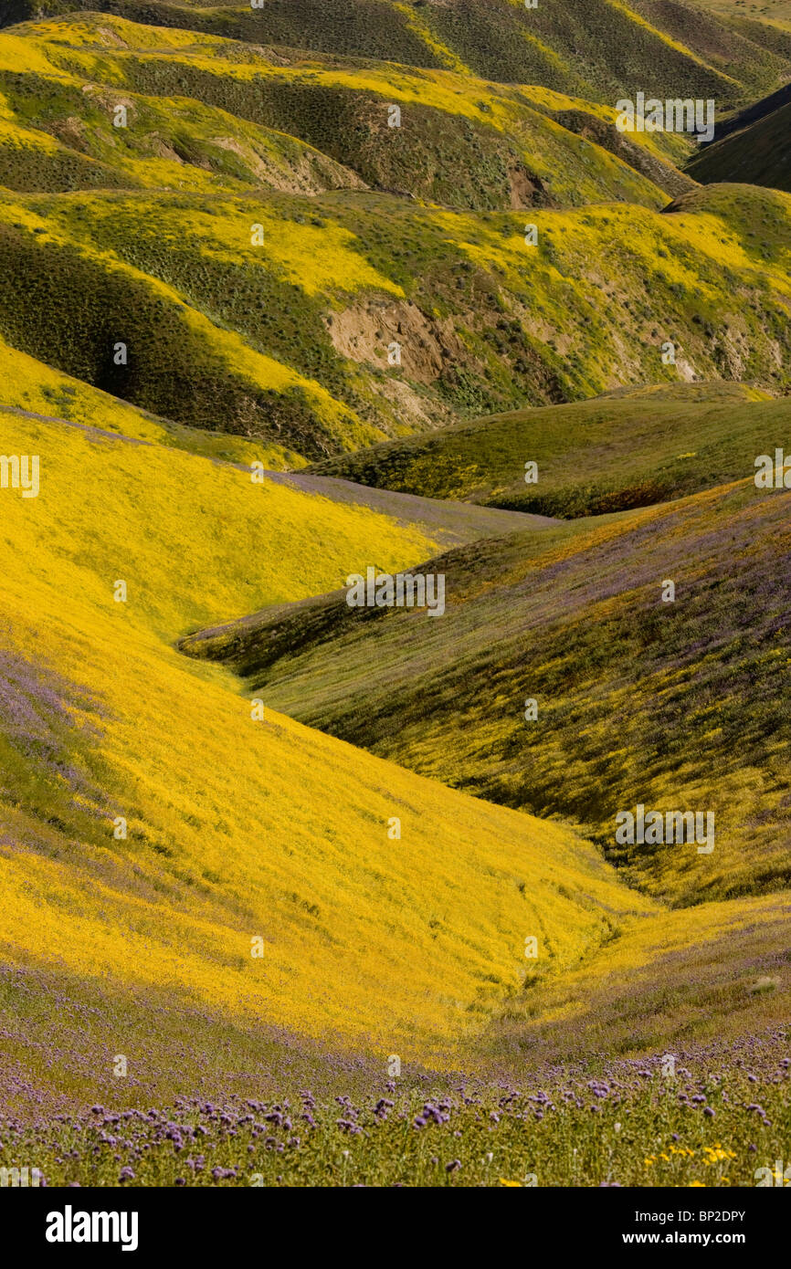 Masses de fleurs sauvages spectaculaires, principalement Hillside Daisy et phacélie, dans la gamme Temblor, Carrizo Plain, Californie Banque D'Images