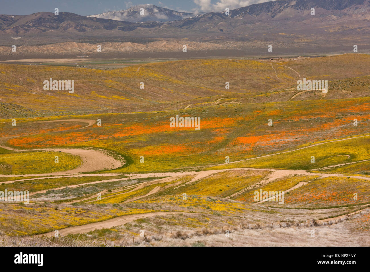 La piste de vitesse à travers les prairies fleuries-intensément dans Antelope Valley, Californie du sud. Banque D'Images