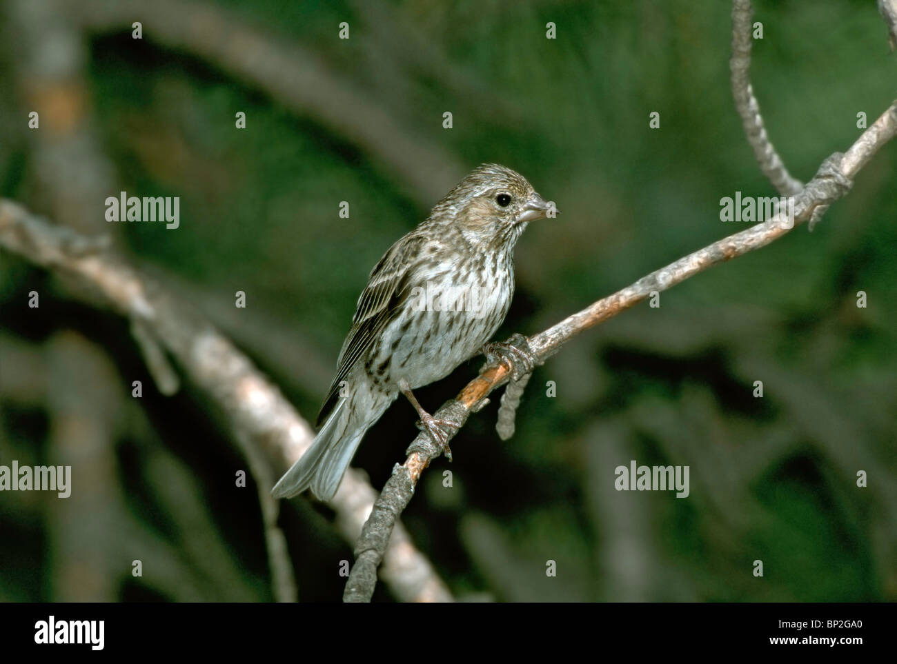 Roselin de Cassin femme adulte Banque D'Images