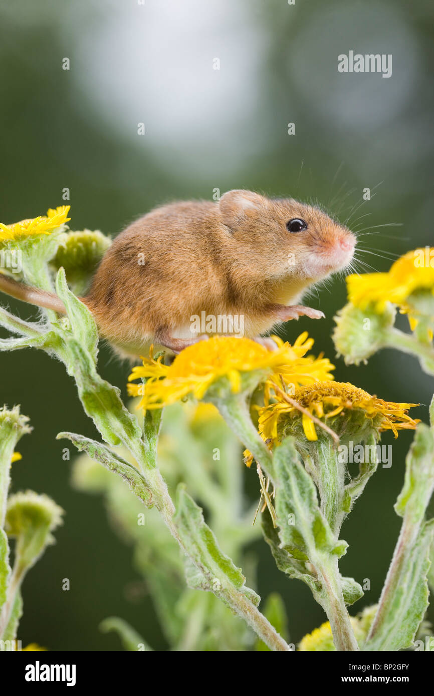 Micromys minutus (Souris), le Fleabane (Pulicaria dysenterica). Banque D'Images