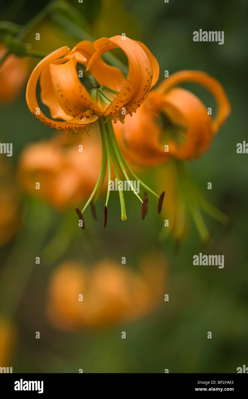 Lilium henryi Lily Turcs Cap close up Banque D'Images