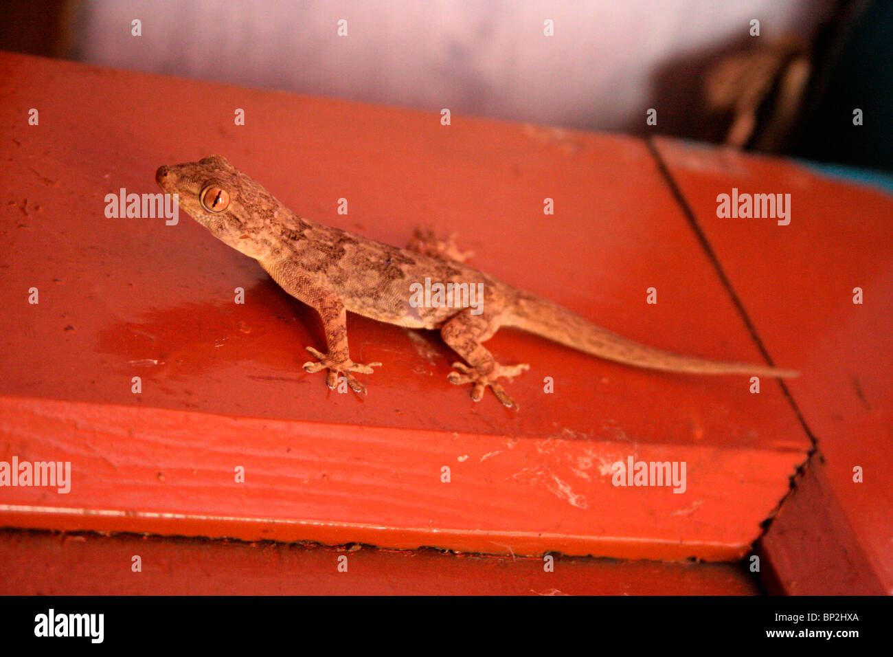 Gecko indien Banque D'Images