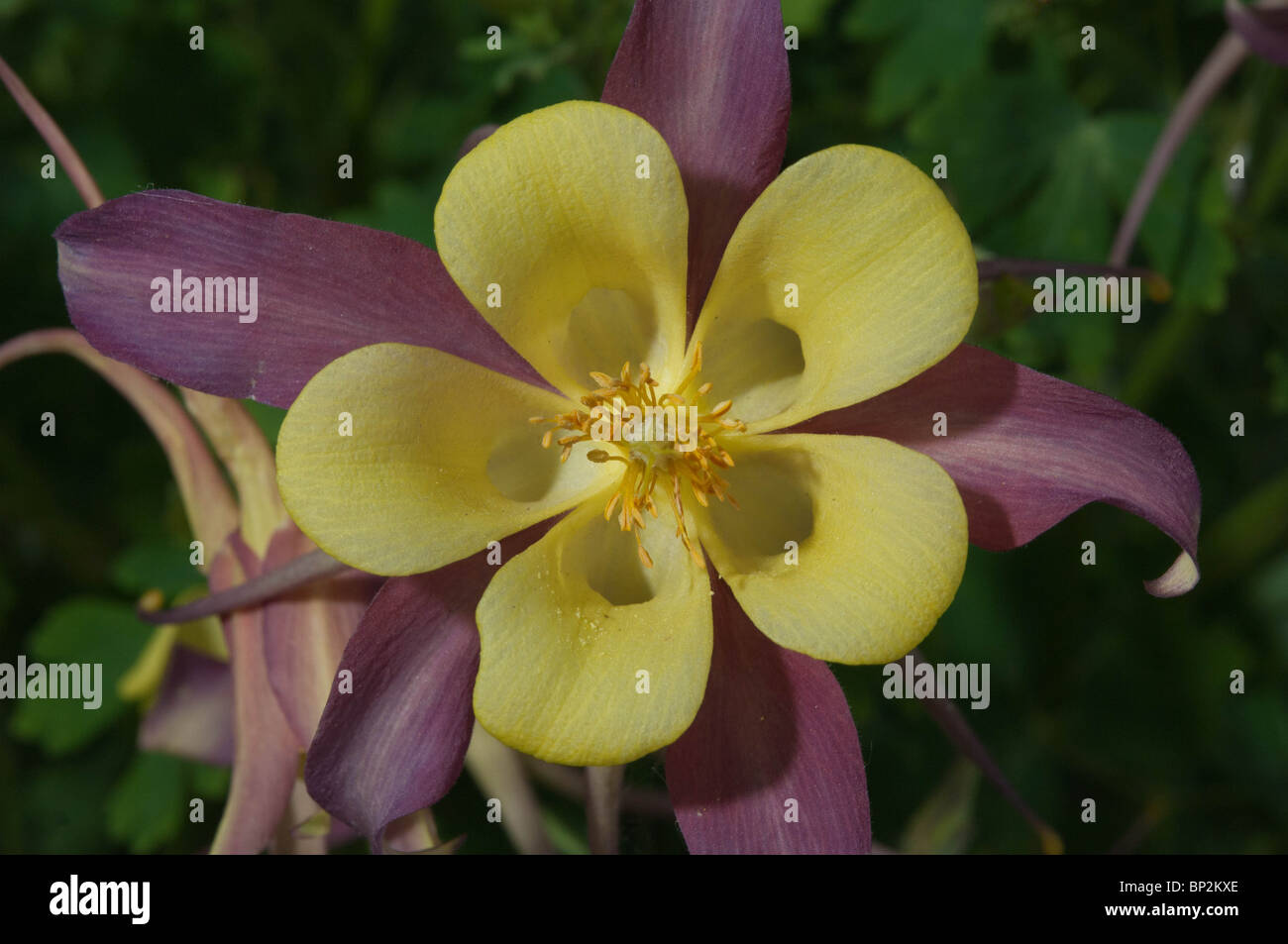 L'ancolie est une plante fleur exotique. Banque D'Images