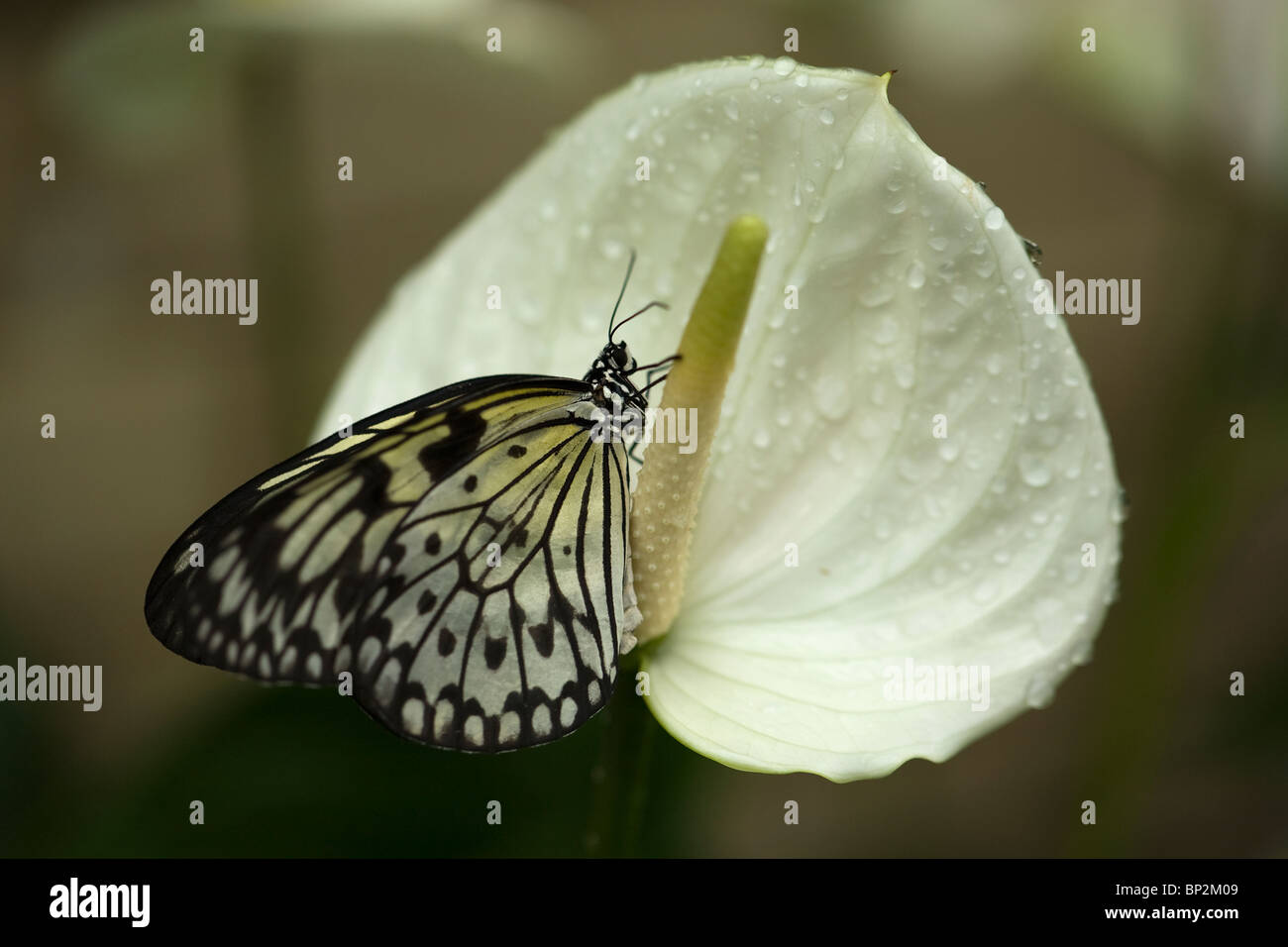 Arbre généalogique blanche papillon nymphe (idée leuconoe) Banque D'Images