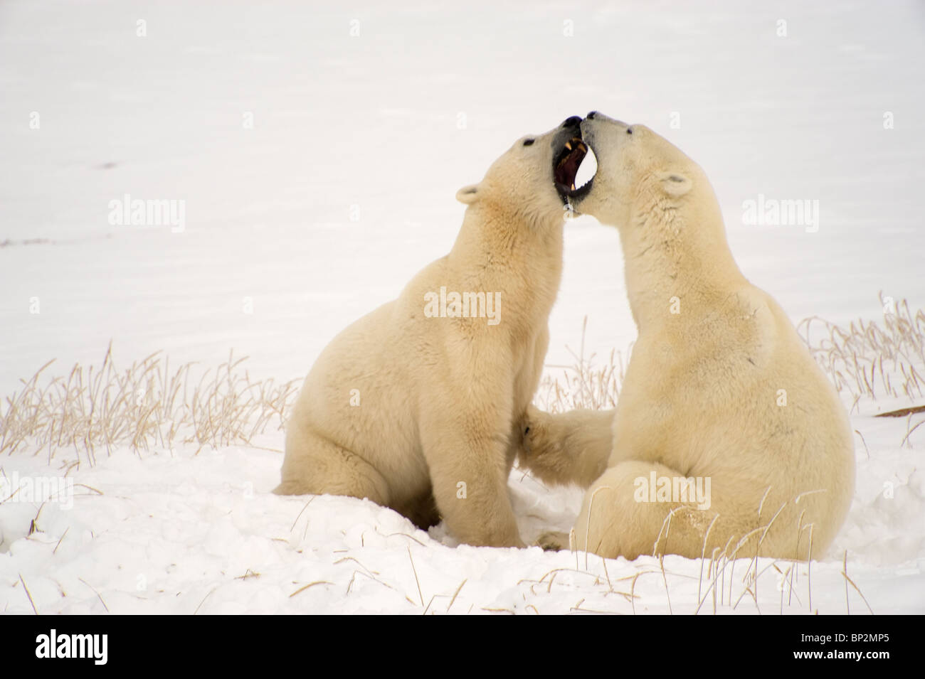Deux ours polaires l'interaction Banque D'Images