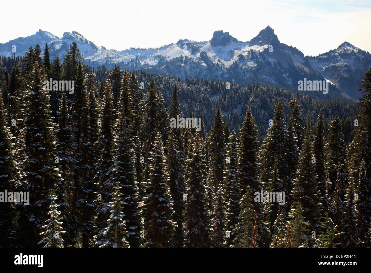 Washington, États-Unis d'Amérique ; neige fraîche sur les arbres en vue de Tatoosh Range en Mt. Rainier National Park Banque D'Images