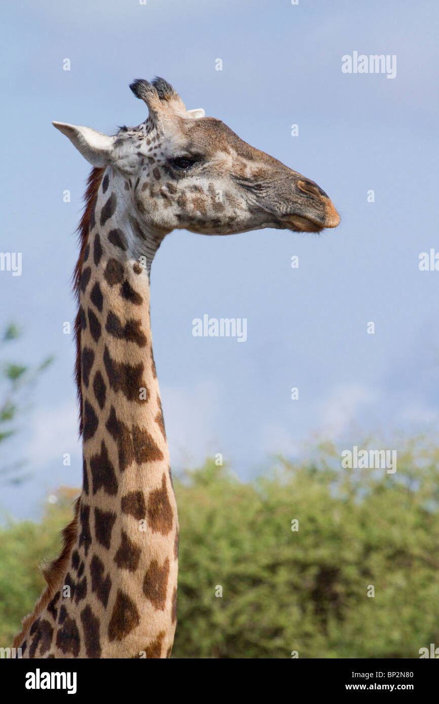 Les Masais Girafe (Giraffa camelopardalis tippelskirchi) portrait Banque D'Images