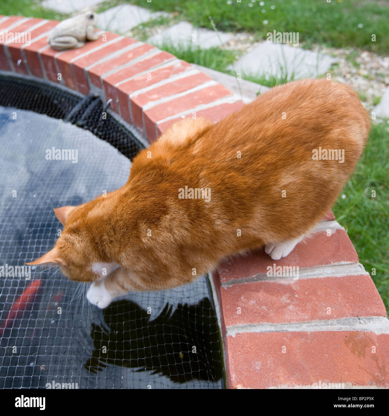 Chat domestique seul mâle adulte à la recherche de poissons dans un étang à UK Banque D'Images