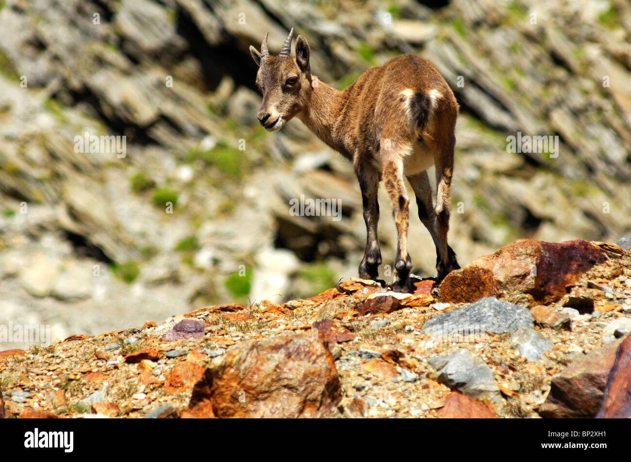 Jeune Bouquetin des Alpes (Capra ibex) debout dans un champ d'éboulis-Alpes, Savoie, Haute-Savoie, France Banque D'Images