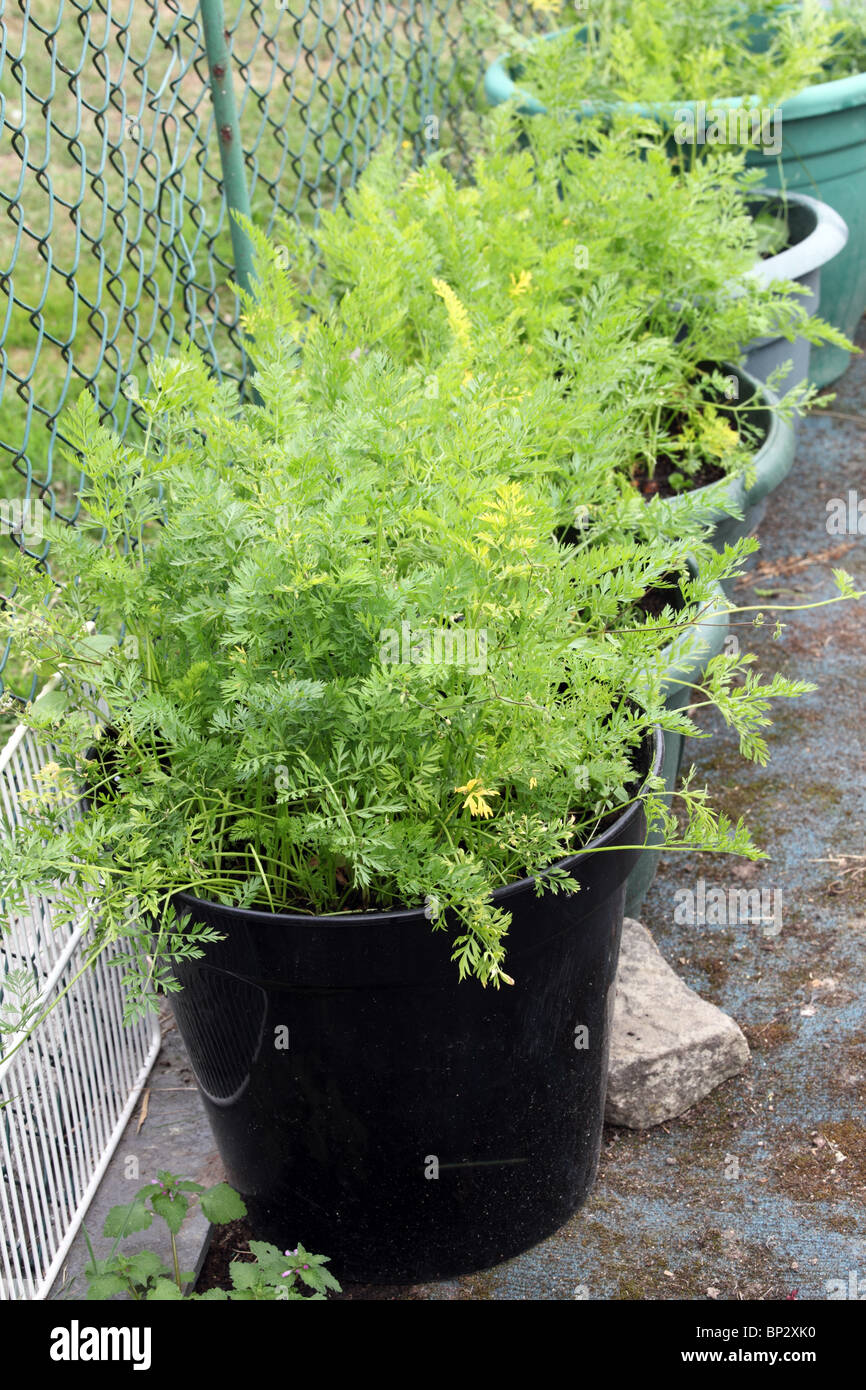 Des carottes cultivées dans un bain à remous dans un jardin anglais Banque D'Images