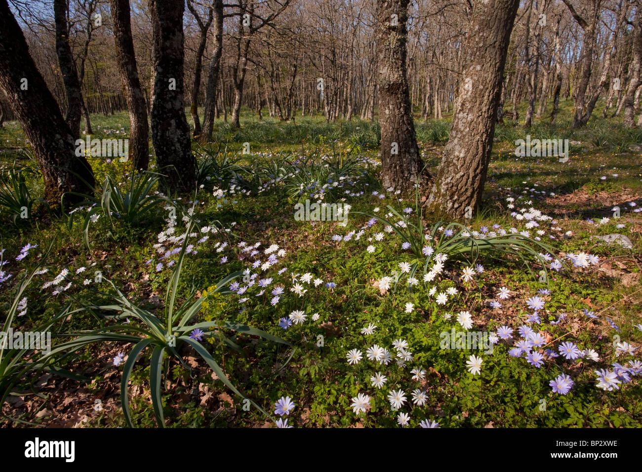 Caduques au printemps avec Anémone apennina anémones bleu à Bosco Quarto, péninsule du Gargano, Italie. Banque D'Images