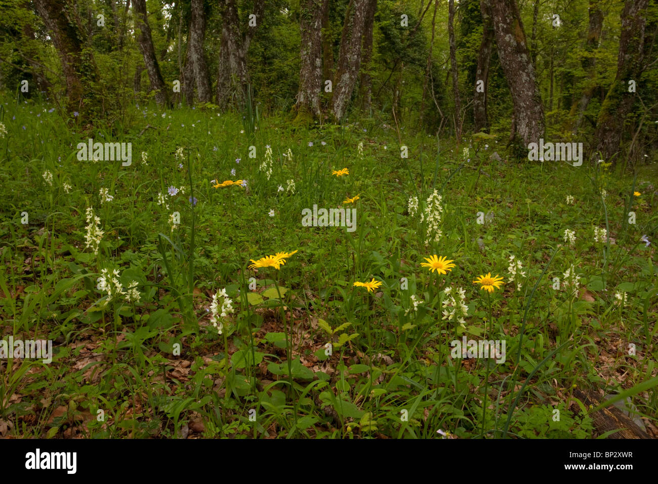Caduques au printemps avec Romain jaune Orchidées, anémones Marais bleu etc à Bosco Quarto, péninsule du Gargano, Italie. Banque D'Images